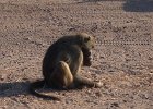 Baboons - I don't love them!